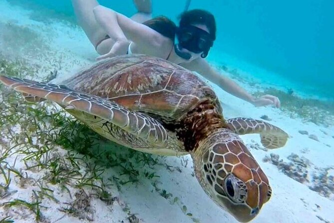 2 Hours Turtle Feeding, Shipwreck & Reef Snorkeling Tour Barbados - Getting to Folkestone from Bridgetown or the cruise port