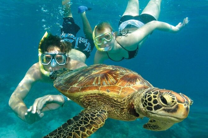 2 Hours Turtle Feeding, Shipwreck & Reef Snorkeling Tour Barbados - How much value do you get for $65?