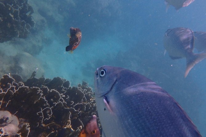5-Hour Small-Group Catamaran Cruise from Bridgetown with Lunch - The turtle stop: the emotional high point