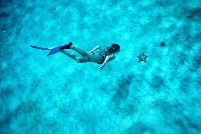 5-Hour Small-Group Catamaran Cruise from Bridgetown with Lunch - Reef or shipwreck snorkeling after the turtles
