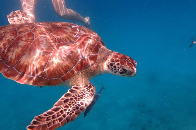 5-Hour Small-Group Catamaran Cruise from Bridgetown with Lunch - Sailing the west coast with food and drinks