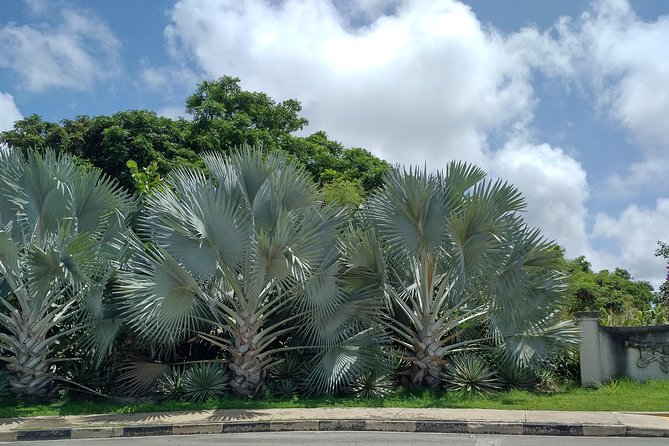 A two hour historic walking tour of Speightstown - Timing, fitness, and weather