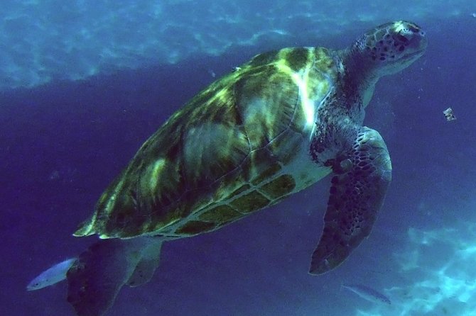 Afternoon Luxury Catamaran Sailing and Charter Cruise from Bridgetown - The turtle stop at Carlyle Bay