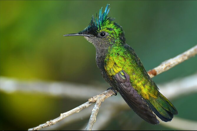 Barbados Bird Watching Experience (Transport Included) - A Barbados birding trip with a moving itinerary