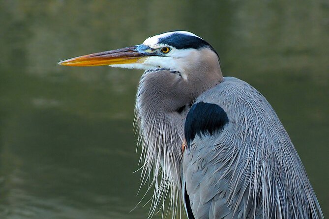 Barbados Bird Watching Experience (Transport Included) - Windward Park: the final wetland sanctuary
