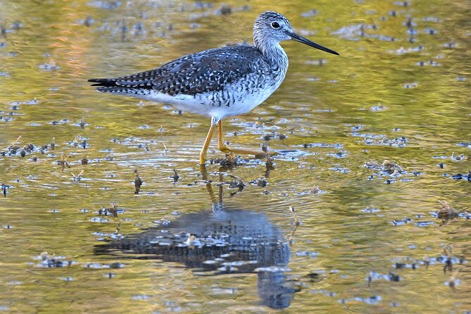 Barbados Bird Watching Experience (Transport Included) - What Roger and Gregory add to the experience