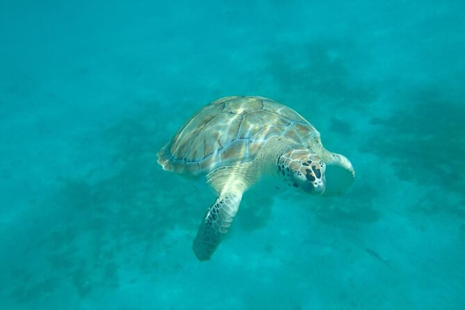 Barbados Catamaran Snorkel Cruise with Open Bar - Why the Small Group Matters