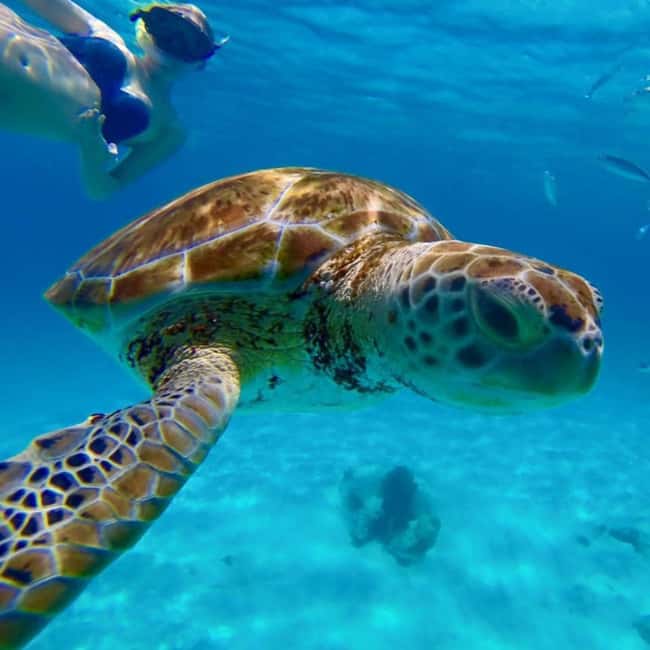 Barbados: Catamaran Tour with Snorkeling and Lunch - Shipwreck snorkeling and the best underwater scenery