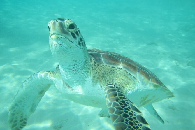 Barbados Catamaran Turtle and Shipwreck Snorkeling Cruise - Sailing out from Bridgetown on El Tigre
