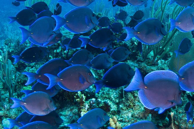 Barbados Catamaran Turtle and Shipwreck Snorkeling Cruise - Who should book this catamaran cruise?