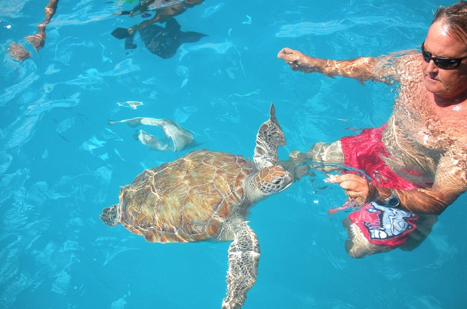 Barbados Catamaran Turtle Snorkel with Lunch and Open Bar - Should You Book the Barbados Catamaran Turtle Snorkel?