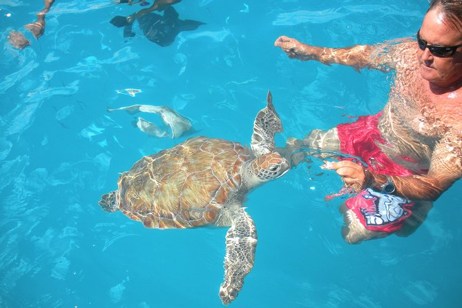 Barbados Catamaran Turtle Snorkel with Open Bar - Carlisle Bay and the sea turtle stop