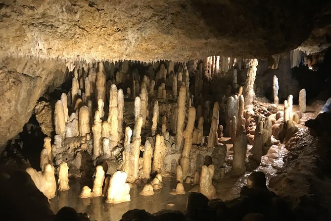 Barbados Half Day Private Tour - Gardens, abbey grounds, and green monkeys