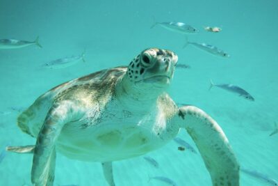 Barbados Harrison’s Cave Tram Tour and Boat Cruise Snorkel Adventure