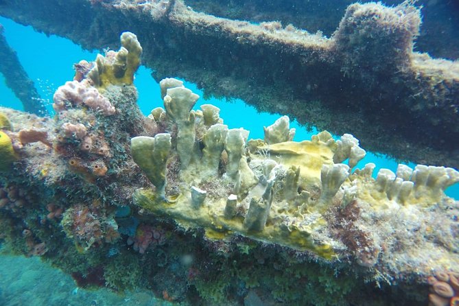 Barbados Harrison's Cave Tram Tour and Boat Cruise Snorkel Adventure - Swimming with turtles and snorkeling the shipwreck