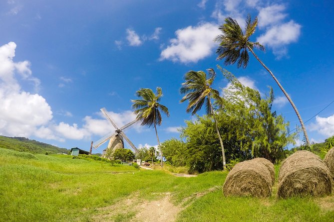 Barbados Island Tour, Monkey feeding & Swimming with the Turtles - Carlisle Bay and the Tranquility Cruises boat trip