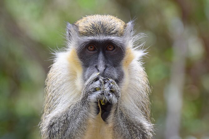 Barbados Island Tour, Monkey feeding & Swimming with the Turtles - What the $147 price really covers