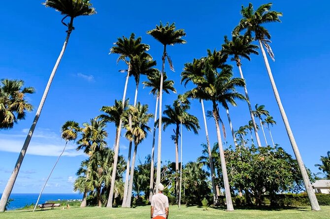 Barbados Private Island Tour: A Fully Customizable Experience - Animal Flower Cave and the northern coast