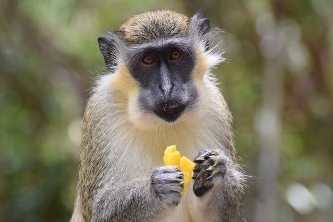 Barbados Small-Group Garden & Wildlife Half-Day Tour - Key points at a glance