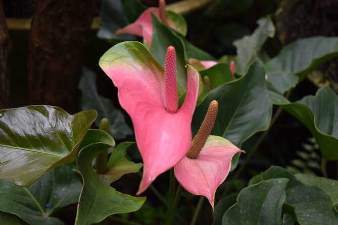 Barbados Small-Group Garden & Wildlife Half-Day Tour - Lunch on a Caribbean-style tour day