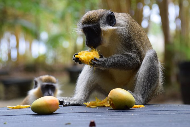 Barbados Small-Group Garden & Wildlife Half-Day Tour - Barbados Wildlife Reserve at feeding time
