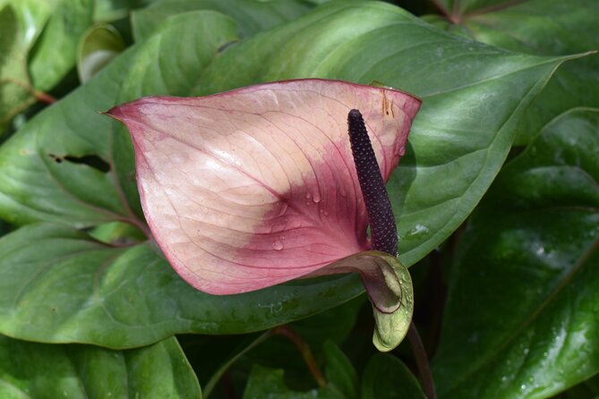 Barbados Small-Group Garden & Wildlife Half-Day Tour - Is $88 a fair price?