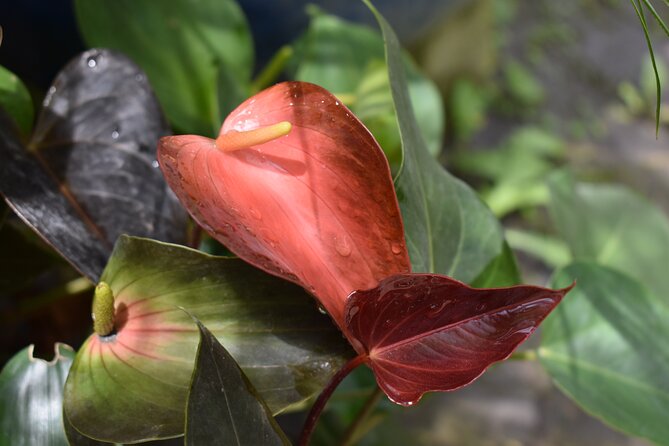 Barbados Small-Group Garden & Wildlife Half-Day Tour - The practical details that shape the day