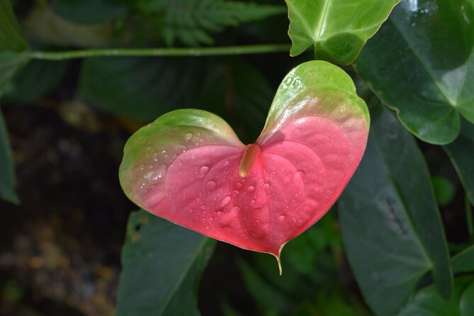 Barbados Small-Group Garden & Wildlife Half-Day Tour - Who should book this Barbados outing?