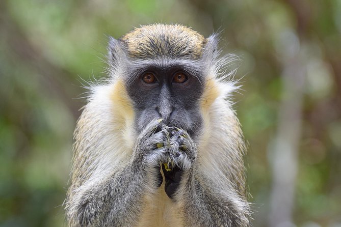 Barbados Small-Group Monkey Feeding Experience - Barclays Park and the East Coast view