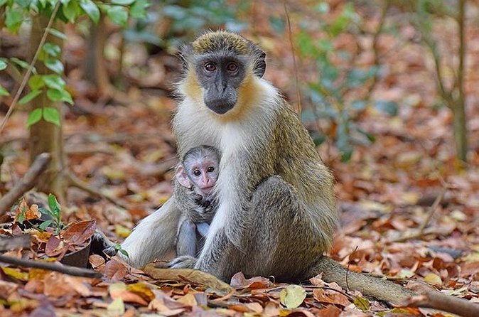 Barbados Small-Group Monkey Feeding Experience - The guide can make or break the drive