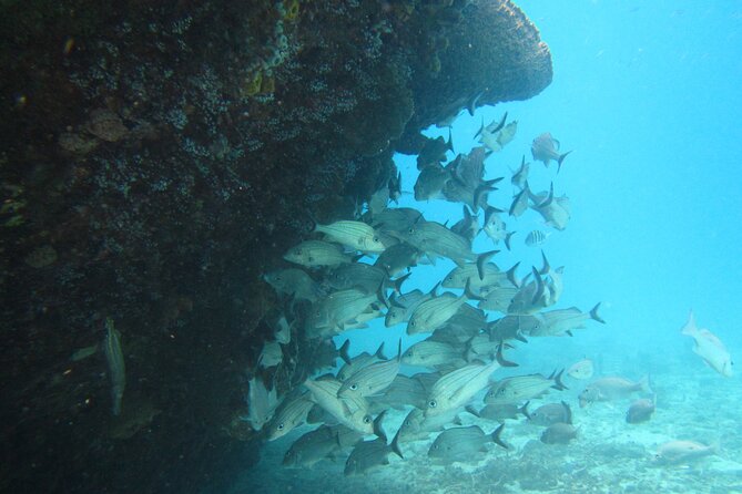 Barbados Snorkeling and Sailing Adventure for Small Groups - Setting out from Bridgetown’s Careenage