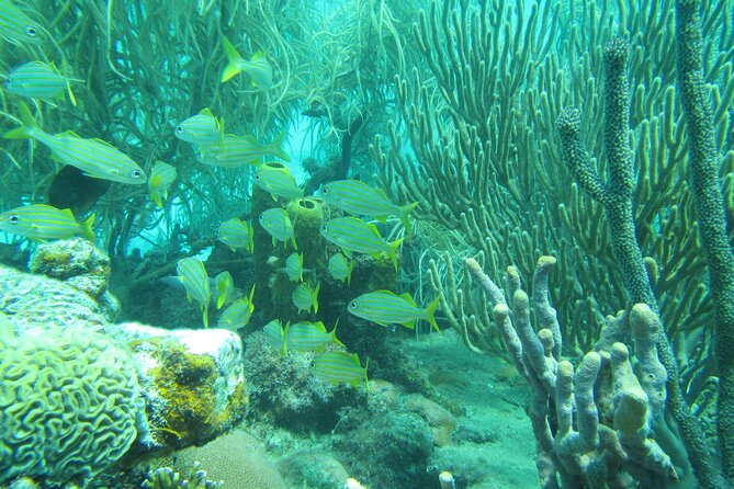 Barbados Snorkeling and Sailing Adventure for Small Groups - Shipwrecks, coral, and tropical fish