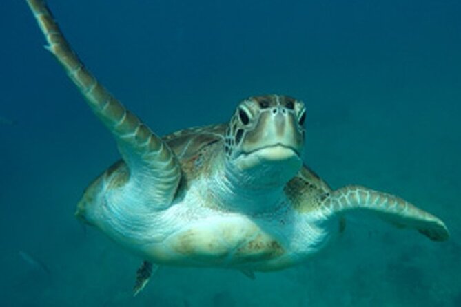 Barbados Sunset and Snorkeling Catamaran Cruise - Who will enjoy this cruise most