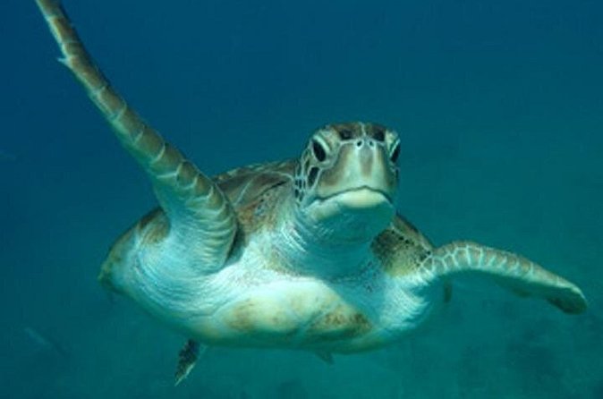 Barbados Sunset and Snorkeling Catamaran Cruise - Should you book the Barbados sunset catamaran cruise?