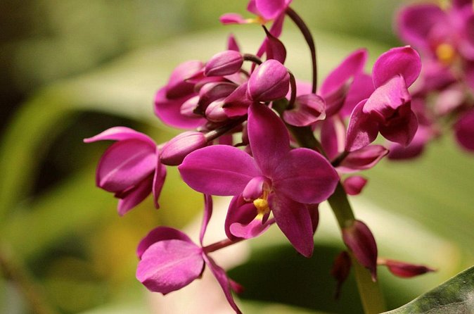 Breathtaking Wonders - Harrisons Cave and Hunte's Gardens - Who will enjoy this tour most?