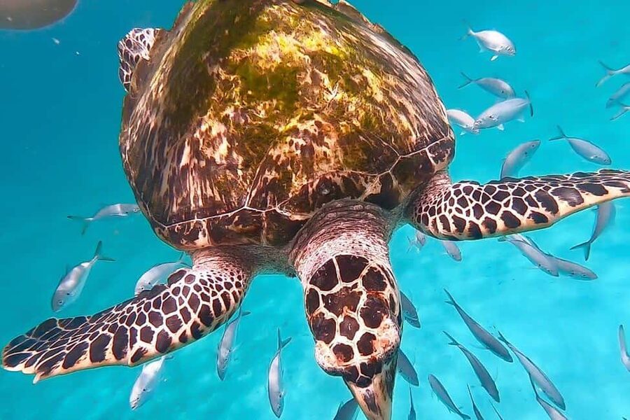 Bridgetown: Carlisle Bay Turtle and Shipwreck Boat Cruise - The boat ride and glass-bottom view