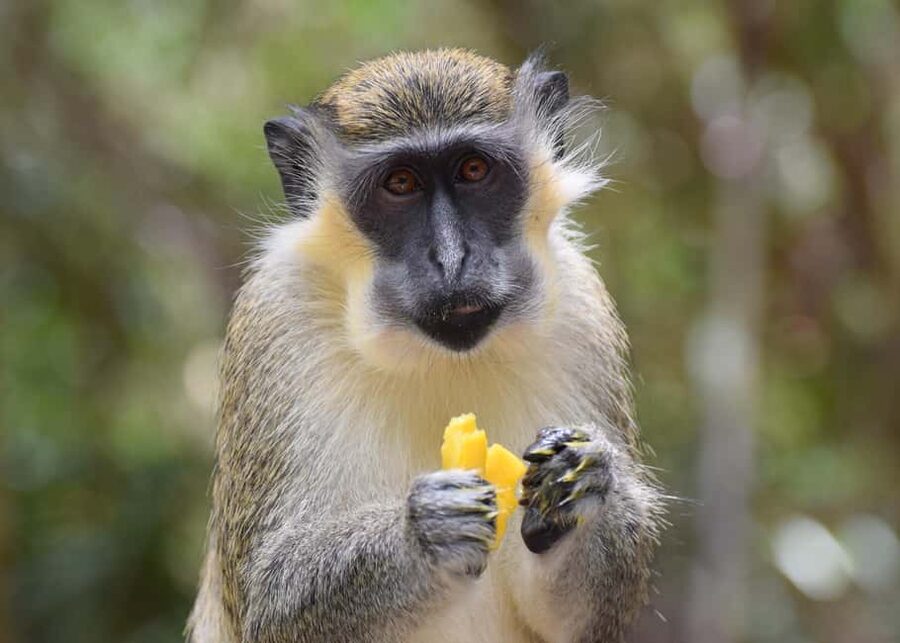 Bridgetown: Wildlife Reserve & Carlisle Bay Tour with Cruise - One day, three very different sides of Barbados