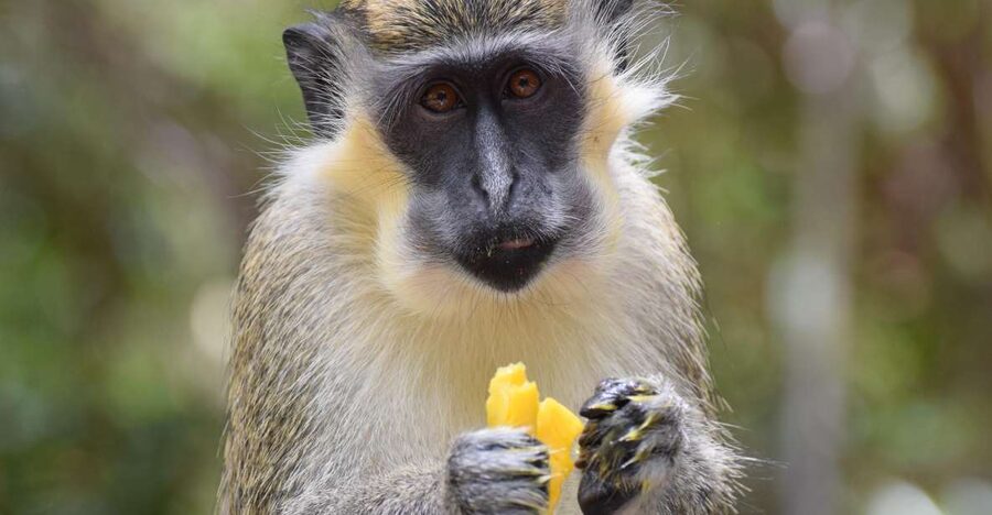 Bridgetown: Wildlife Reserve & Carlisle Bay Tour with Cruise - How the guides affect the experience
