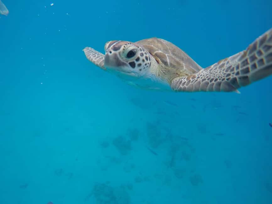 Bridgetown: Wildlife Reserve & Carlisle Bay Tour with Cruise - Meeting the van at Bridgetown Port