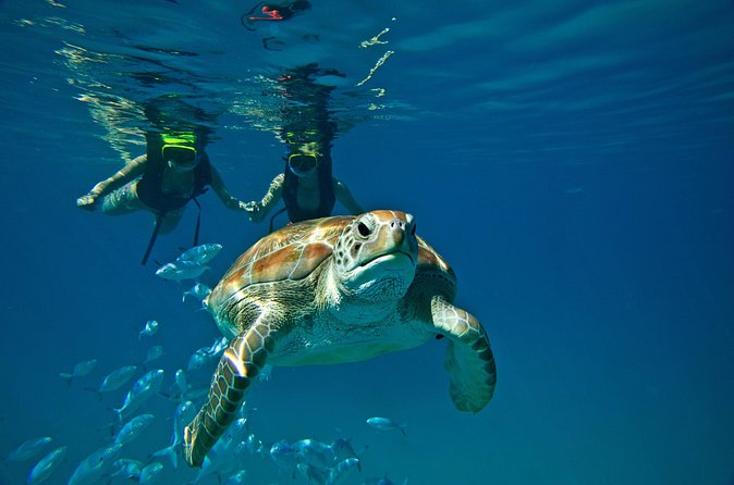 Catamaran and Snorkeling Cruise At Carlisle Bay - Is $145.95 good value?