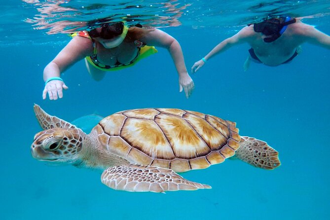 Che’s snorkel cruise! turtles & shipwrecks (semi private) - Key points to know before booking