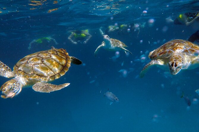 Che’s snorkel cruise! turtles & shipwrecks (semi private) - Why the early start matters in Barbados