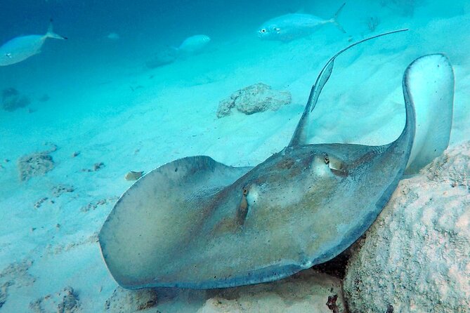 Che’s snorkel cruise! turtles & shipwrecks (semi private) - Photos, snacks, and the details that help