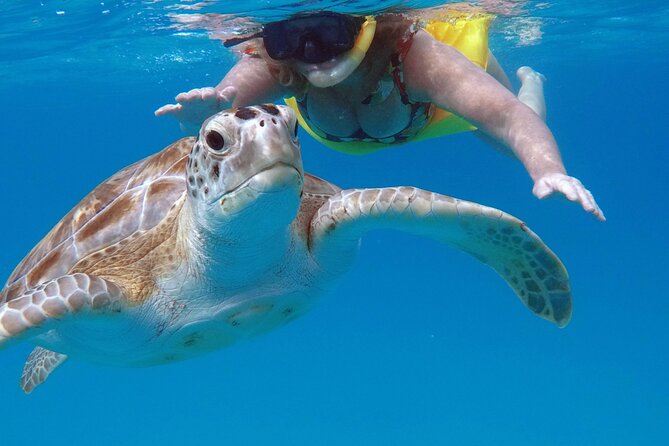 Che’s snorkel cruise! turtles & shipwrecks (semi private) - Is $75 a fair price?