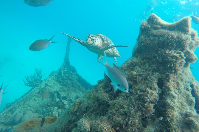 Elegance Catamaran turtles swim and lunch cruise - The turtle stop in clear Carlisle Bay waters