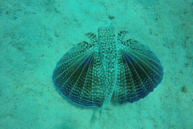 Elegance Catamaran turtles swim and lunch cruise - A quiet bay, a Bajan buffet, and another swim