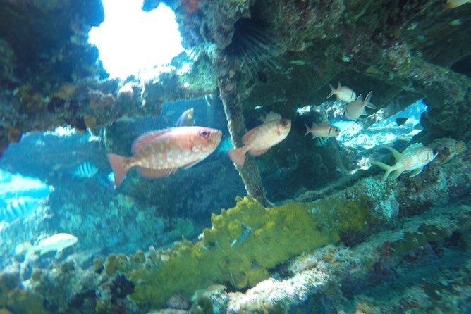 Elegance Catamaran turtles swim and lunch cruise - The slow sail back to Bridgetown