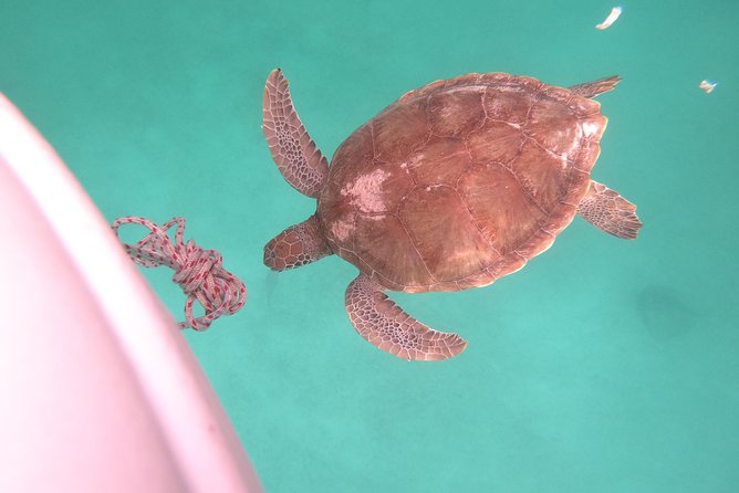 Elegance Catamaran turtles swim and lunch cruise - Pickup details deserve extra attention