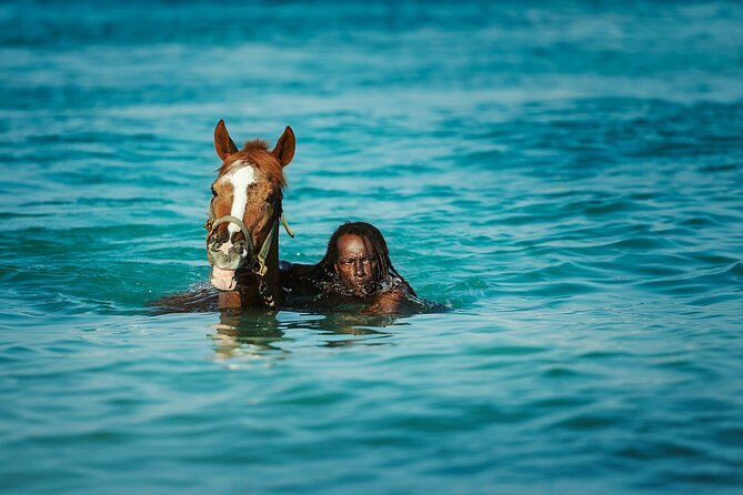 Experience the Swimming Horses at Carlisle Bay & the Garrison - Key points to know before booking