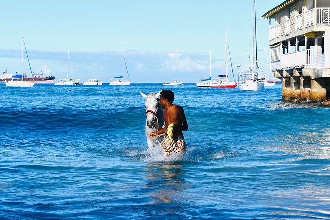 Experience the Swimming Horses at Carlisle Bay & the Garrison - What to expect at Pebbles Beach